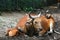 Banteng Bos javanicus, also known as tembadau