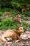 Banteng (Bos javanicus) in evening sunlight