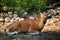 Banteng, Bos javanicus or Red Bull wild life animal in southeast Asia .sitting on the grass and looking at camera.Animal