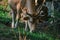 Banteng bull grazing in a forest