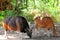 Banteng bull (left) and cow eating in zoo