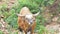 Banteng bull in topical rain forest