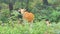 Banteng cow in topical rain forest.