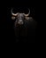 Banteng in the dark