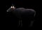 Banteng in the dark