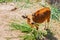Banteng eating grass are a species of wild cattle have a distinctive character.