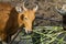 Banteng eating some food and looks straight ahead for camera.