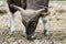 Banteng feeding