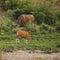 Banteng group in wildlife