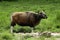 Banteng Large mammal of Thailand