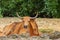 Banteng Lying Down and Looking into Camera on Sunny Day