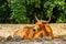 Banteng Lying Down and Looking to Side on Sunny Day