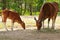 Banteng mother & calf