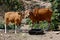 Banteng Mother With Its Calf Standing On the Ground