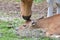 Banteng mother\'s love