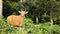 Banteng or Red Bull, male standing and eat grass in the forest, in HD