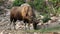 Banteng or Red Bull, male standing and eat grass in the forest, in HD