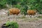 Banteng, species Bos banteng on nature background.