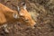 Banteng are a species of wild cattle found in Southeast Asia