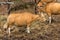 Banteng are a species of wild cattle found in Southeast Asia