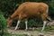 Banteng was eating a young grass, a young bamboo leaf