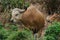 Banteng was eating a young grass, a young bamboo leaf