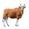 Banteng on white background