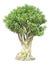 Banyan or ficus bonsai tree