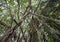 Banyan Fig Tree - Tropical Rainforest