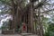 Banyan Heritage Tree with shrine Vietnam, over 200 years old