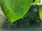 Banyan leaf close-up image with water drop