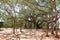 Banyan tree in Auroville