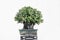 The banyan tree bonsai