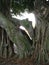 Banyan Tree Close up
