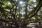 Banyan tree, courtyard square. Lahaina Harbor on Front street, Maui, Hawaii