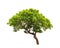 Banyan Tree (Ficus annulata)