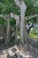 Banyan Tree (ficus citrifolia)