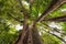 Banyan tree, Ficus tree in tropical jungle nature