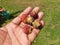 Banyan tree fruit.