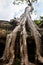 Banyan tree growing in the ancient ruin of Ta Phrom, Angkor Wat, Cambodia.