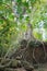 Banyan tree growing near Preah Khan Temple