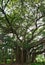 Banyan Tree, Indian Banyan Tree, Ficus Benghalensis