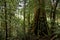 Banyan tree jungle in La Digue Island, Seychelles