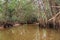 Banyan Tree and Mangrove forest in Sang Nae Canal Phang Nga, Thailand