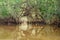 Banyan Tree and Mangrove forest in Sang Nae Canal Phang Nga, Thailand