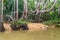 Banyan Tree and Mangrove forest in Sang Nae Canal Phang Nga, Thailand