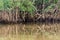 Banyan Tree and Mangrove forest in Sang Nae Canal Phang Nga, Thailand