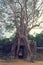 Banyan tree over the door from Ta Som. Angkor Wat