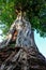 Banyan tree in pagoda ,Ayutthaya