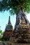 Banyan tree in pagoda, Ayutthaya
